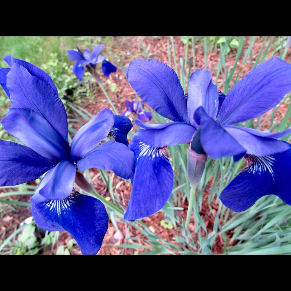 Meet Your Posher, Cate!